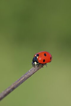 Seven-spot ladybird (Coccinella septempunctata), on the tip of a plant, green background, Wilnsdorf, North Rhine-Westphalia, Germany