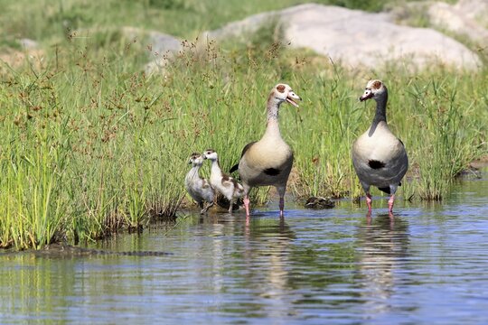 Nile gans (Alopochen aegyptiaca), adult, pair, young, in the water, standing, alert, Kruger National Park, South Africa