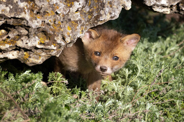 Naklejka premium Red Fox Cub Peeking Out from Den Under Rock in Wild Nature