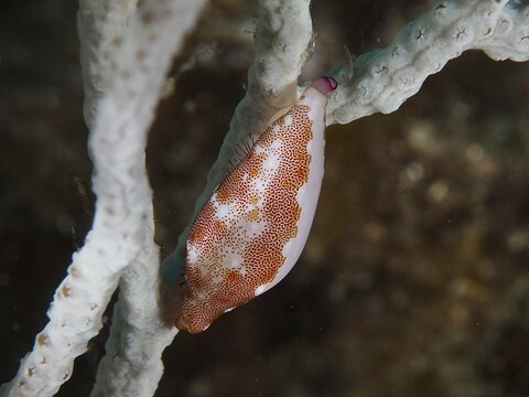 Gorgonian snail (Simnia spelta) with a patterned body on a piece of coral, dive site: Cap de Creus Marine Reserve, Rosas, Costa Brava, Spain, Mediterranean Sea