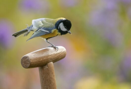 Great tit, great tit, parus major, birds, garden, tits, passeri, songbirds, songbirds, tits, birds