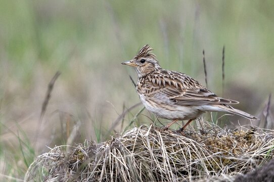 2010, Alauda Arvensis, Brandenburg, skylark, Germany, Nabu, national natural heritage, natural paradise Gr&uuml;nhaus, Skylark, post-mining landscape, birds, greenhouse, passeri, songbirds, birds