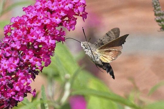 A hummingbird hawk-moth (Macroglossum stellatarum) feeds on nectar from a butterfly bush (Buddleja), Wilnsdorf, North Rhine-Westphalia, Germany