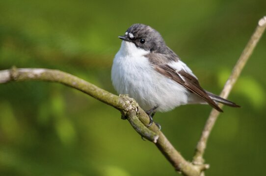 Ficedula hypoleuca, pied flycatcher, mourning snapper, mourning snapper, birds, male, passeri, songbirds, birds