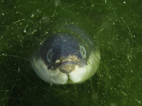 The head of an eel, European eel (Anguilla anguilla), looking through dense green algae in the water, dive site Klosterinsel, Rheinau, Canton Zurich, Rhine, High Rhine, Switzerland, Germany