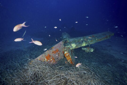 A rusted aeroplane wreck underwater with fish, the Mediterranean anthias (Anthias anthias), and seagrass, Neptune's grass (Posidonia oceanica), in the deep blue water, at the Mustang P51 aeroplane wreck dive site, Hy&egrave;res, Giens Peninsula, Provence-Alpes-C&ocirc;te d'Azur, France