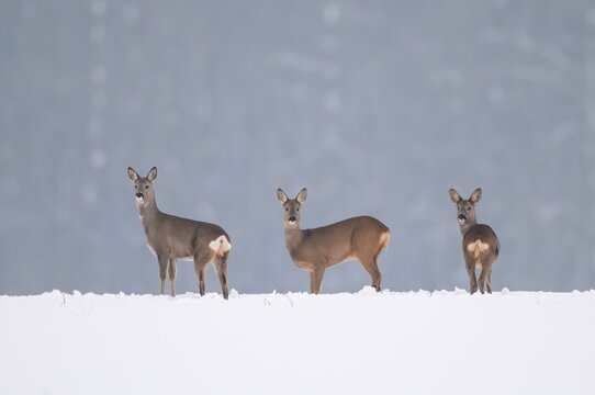 Roe deer in winter, Oldenburger M&uuml;nsterland, Vechta, Lower Saxony, Germany
