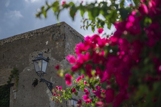 Bougainvillea (Bougainvillea sp.), old house with a street lamp, Malfa, Salina, Aeolian or Lipari Islands, southern Italy, Italy