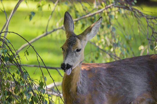 A female roe deer (Capreolus capreolus) eats fresh leaves from a tree