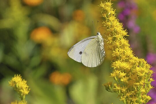 A Cabbage butterfly (Pieris brassicae) sucking nectar on the flower of a Solidago canadensis (Solidago canadensis), in a natural environment in the wild, nice bokeh in the background, wildlife, insects, butterflies, butterflies, Wilnsdorf, North Rhine-Westphalia, Germany