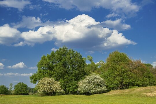 Borkener Paradies, Wallhecke, Versen, Lower Saxony, Germany