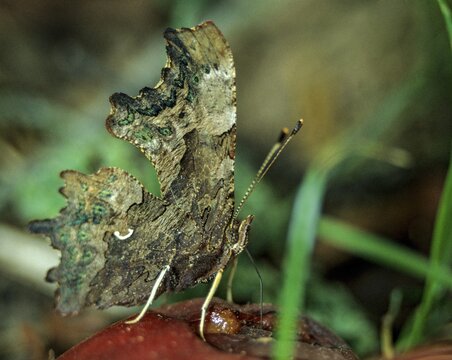 C-butterfly, comma butterfly, nymphalis c-album, polygonia c-album, butterfly, insects, butterfly, butterflies