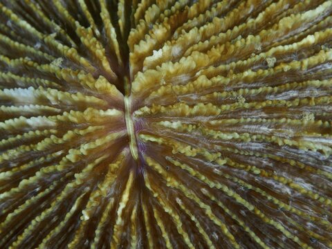 Detailed view of a brown mushroom coral (Fungia fungites) with complex structures, dive site Gondol Bay, Gondol, Bali, Indonesia