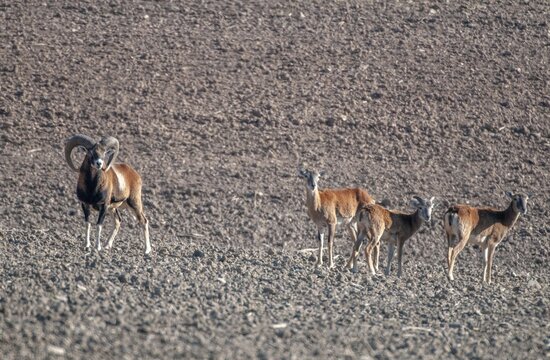 Artiodactyla, even-toed ungulate, mouflon, mouflon, mouflon, ovis gmelini musimon, cloven-hoofed, female, male, mammals, sheep, mammals, female, wild