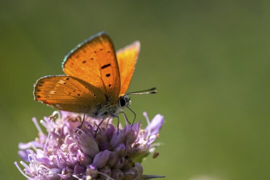 Ducat moth, Lycaena virgaureae, Scarce purple-edged copper, butterfly, insects, butterfly, butterflies