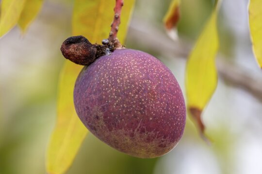 Passion fruit (Passiflora edulis), San Cristobal, Galapagos, Ecuador