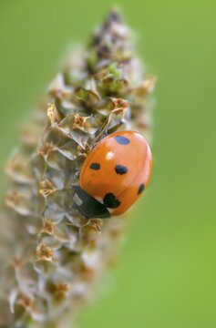 Coccinella septempunctata, seven-spotted ladybird, beetle, coleoptera, high size, portrait format, insects, beetles, seven-spot ladybird, seven-spotted ladybug