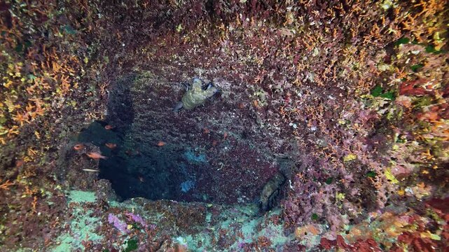 Sea life- Two slipper lobsters in a colourful underwater scene 