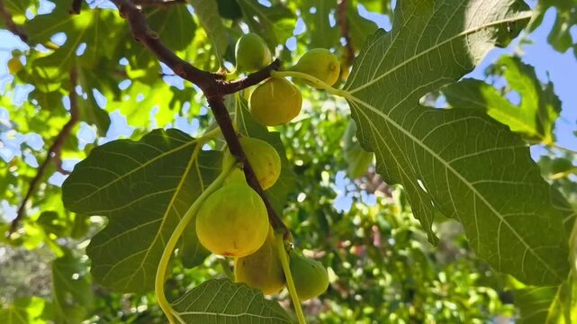 Green figs hanging from a branch surrounded by vibrant leaves in a sunny orchard, showcasing the natural growth and ripening process of the fruit