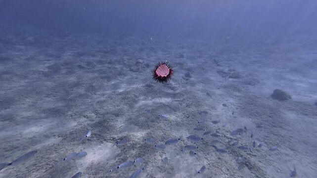 Hand releasing an opened sea urchin sinking to the sandy seabed as small fish gather around