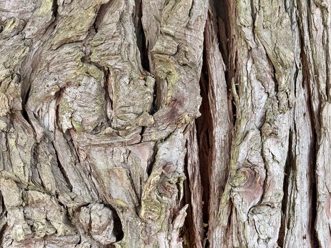 tree bark texture - cedar