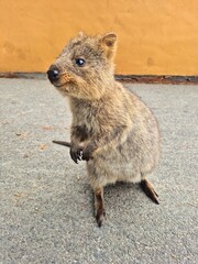 Close up portrait of a smiling quokka standing on its hind legs on a paved path against a yellow wall on Rottnest Island, Western Australia © Luciana