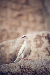 Fototapeta premium White dove standing on a weathered stone ledge
