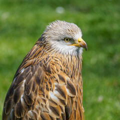 Naklejka premium A horizontal close up wildlife portrait of a Red Kite (Milvus milvus) looking to the side against a blurred green background.⁠