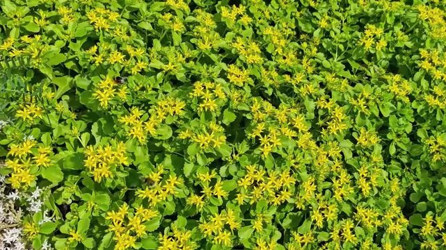 Vibrant yellow wildflowers bloom in a lush green field, showcasing a continuous spread of foliage and blossoms under bright sunlight in a natural outdoor setting