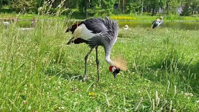 Exotic grey crowned crane with golden crown forages in lush green grass near a tranquil pond, showcasing its vibrant plumage and distinctive crown while other cranes are visible in the background