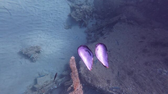Underwater view of empty purple mussel shells slowly sinking towards a sandy seabed and shipwreck debris