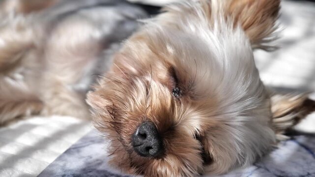 Yorkshire Terrier lying on a sofa in warm sunlight, squinting in bright rays and gradually falling asleep in a cozy home setting. High quality 4k footage