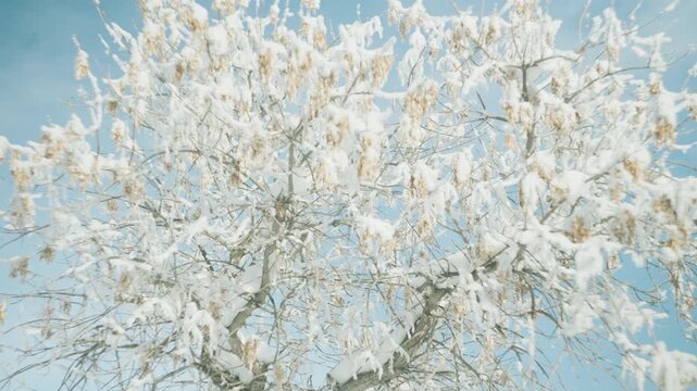 Tilting shot of a snow-covered deciduous tree with dried seed pods against a clear blue winter sky