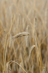 Close Up of Ripe Grain Ear in Golden Field © Iryna
