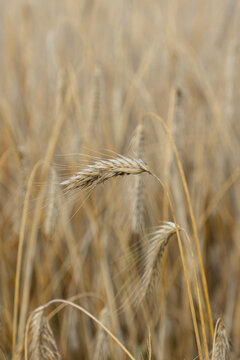 Close Up of Ripe Grain Ear in Golden Field