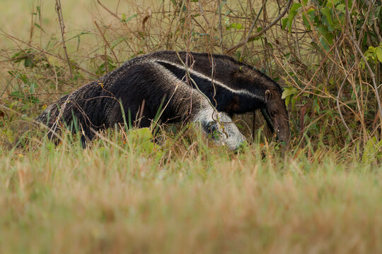 Giant anteater Myrmecophaga tridactyla walking through tall grass and dense bushes, distinctive black and white shoulder stripe, vulnerable mammal of Pantanal, South America, uses its long