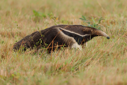 Giant anteater Myrmecophaga tridactyla walking across open grassland with elongated snout and bushy tail, distinctive shoulder stripe, vulnerable mammal, Pantanal, South America, uses its