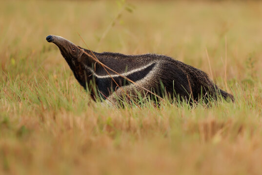 Giant anteater Myrmecophaga tridactyla with its long snout raised sniffing the air amid grass, coarse fur and small eyes, vulnerable mammal of Pantanal, South America, uses its long sticky