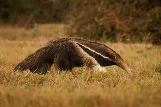 Giant anteater Myrmecophaga tridactyla walking through golden grass with black and white shoulder stripe and bushy tail, distinctive gait, Pantanal savanna, South America, uses its long