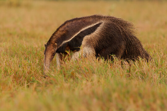 Giant anteater Myrmecophaga tridactyla in close side profile walking through tall grass, elongated snout and coarse shaggy fur, vulnerable mammal of Pantanal, South America, uses its long