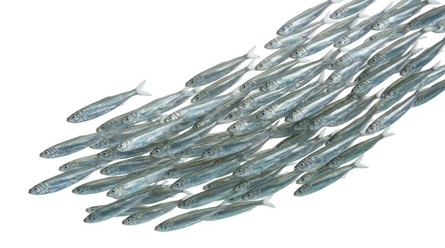 School of small fish swimming in unison during daylight isolated on transparent background