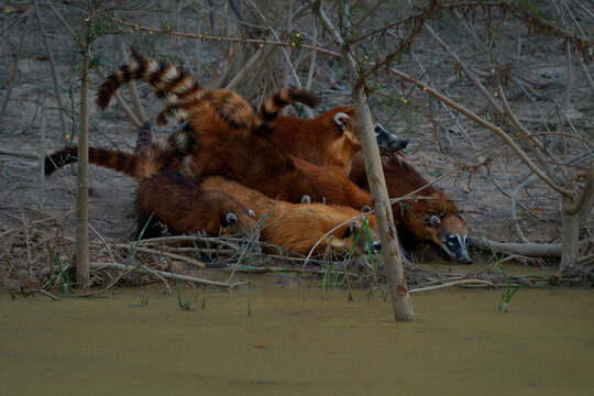 South American coati Nasua nasua troop drinking together at a muddy riverbank with ringed tails raised, social mammal of Pantanal wetland, South America, lives in social troops of related