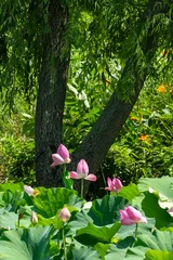 Fotobehang Badkamer Pink lotus flowers blooming under weeping willow tree trunks in a serene natural pond in South Korea.  © 완수 안