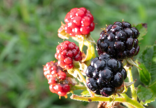 Bunch of blackberries growing on the plant with water