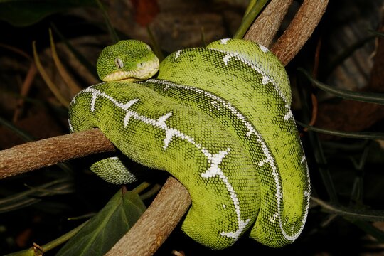 Close-up of a Amazon Basin emerald tree boa (Corallus batesii) wrapped around a branch