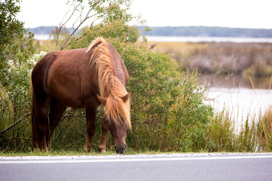 A wild pony grazing by a road at Assateague Island National Seashore, Maryland