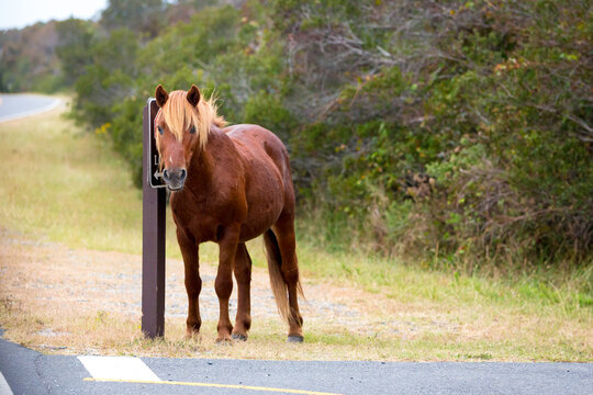 A wild pony next to a stop sign at Assateague Island, Maryland