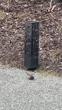 Dark eyed junco pecking the ground