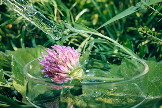 Dropper dispensing natural extract into petri dish with clover against green background