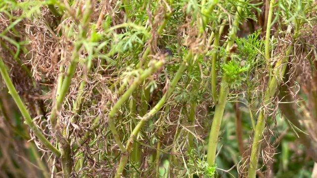 Camera moving forward through green and dry plant stems in the garden